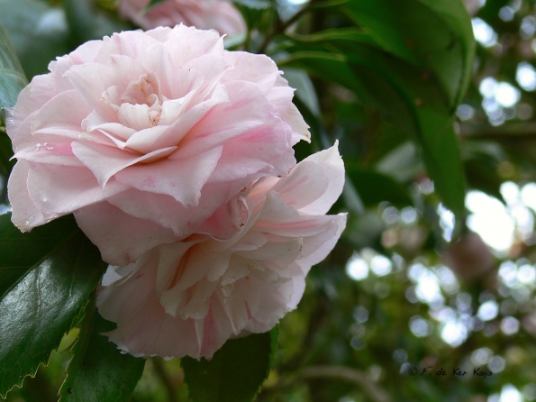 Bois des Moutiers (61) Mai 2012